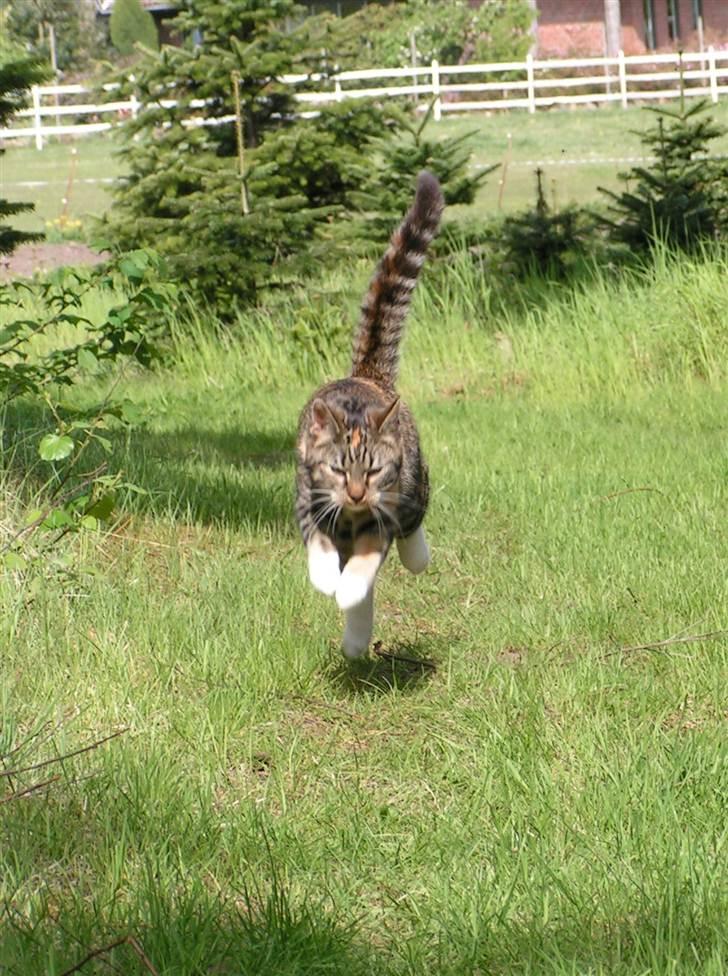 Huskat Ziggy billede 4