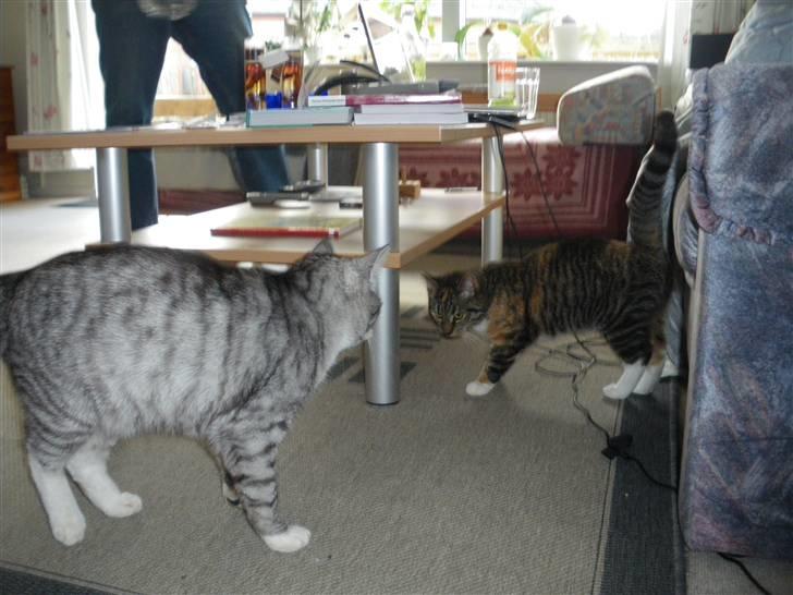 Huskat Ziggy - Hej Ziggy! billede 22