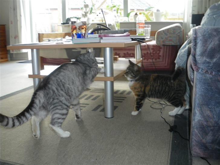 Huskat Ziggy - Vi kan kravle herop - siger Laurits billede 31