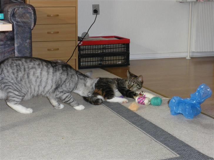 Huskat Ziggy - jeg låner lige dit legetøj, Laurits billede 29