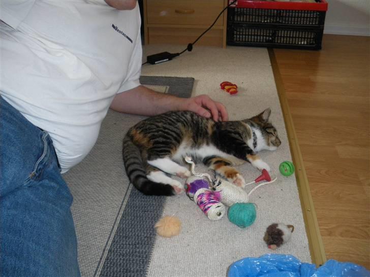 Huskat Ziggy billede 27