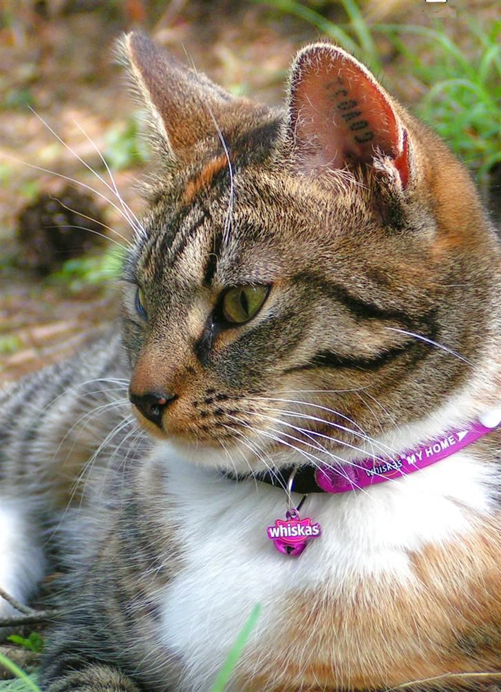 Huskat Ziggy billede 5