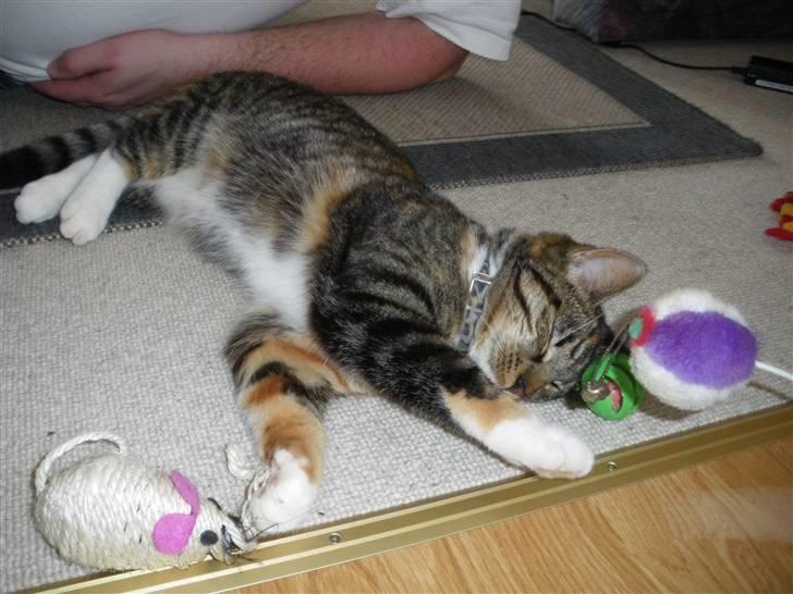 Huskat Ziggy - Det er hårdt at få nyt hjem ... billede 28