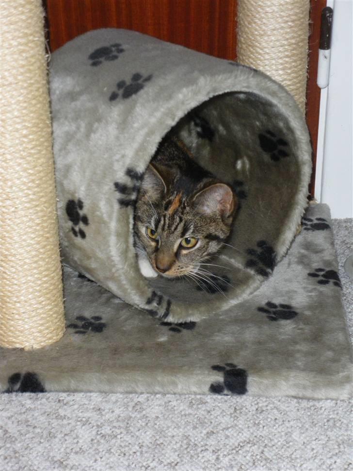 Huskat Ziggy billede 30