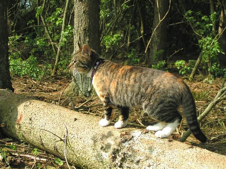 Huskat Ziggy billede 7