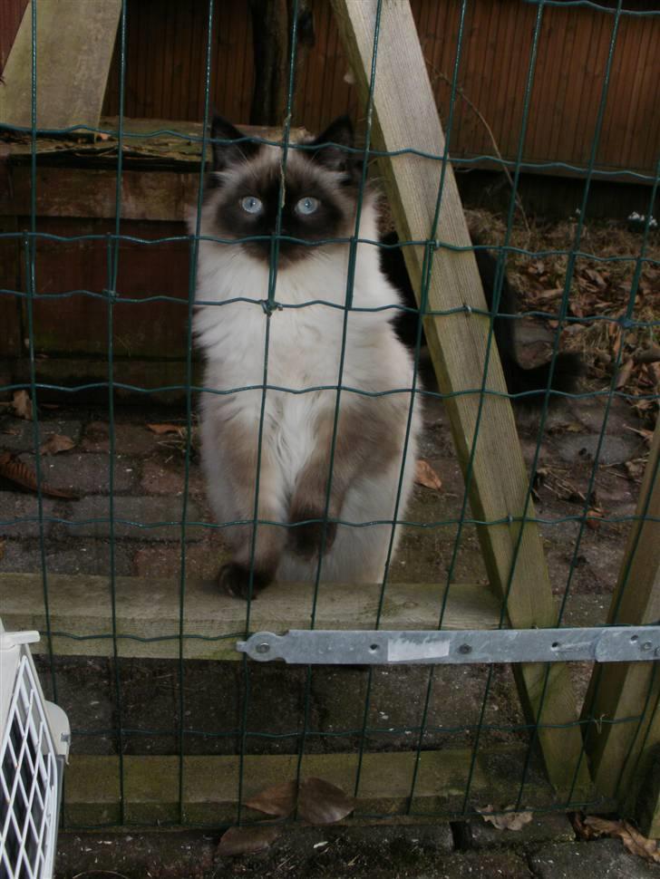 Blanding af racer Hannibal - første gang ude i løbegården billede 1