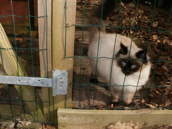 Blanding af racer Hannibal - førstegang ude i løbegården billede 2