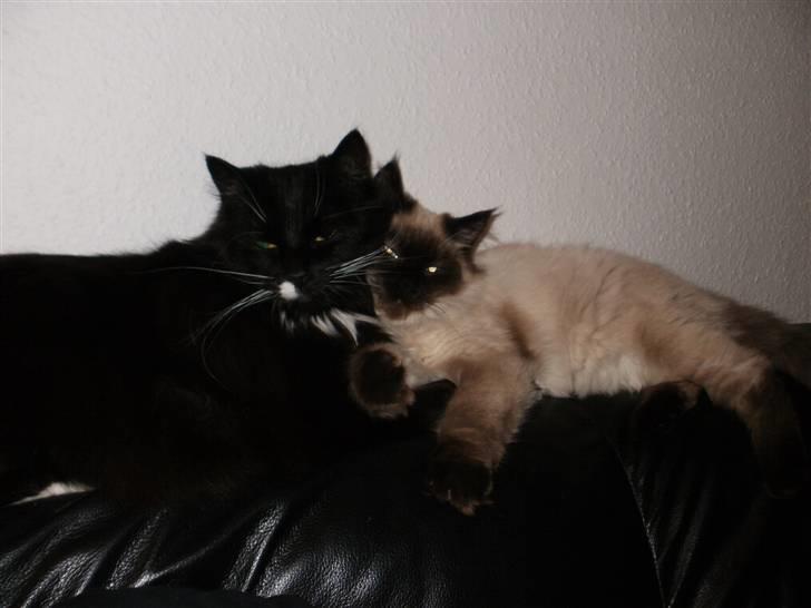 Blanding af racer Hannibal - lidt hygge i sofaen sammen med samson billede 3