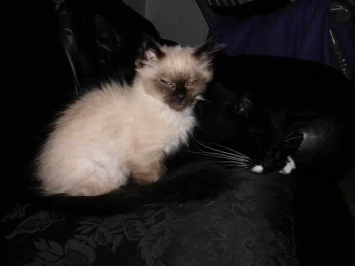 Blanding af racer Hannibal - lidt hygge på sofaen sammen med samson billede 4