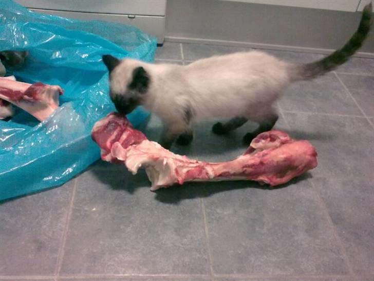 Blanding af racer Hannibal - nam nam  billede 5