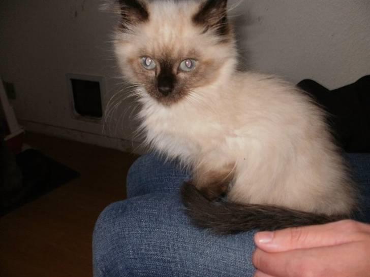 Blanding af racer Hannibal - den dag jeg fik ham billede 6