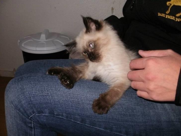 Blanding af racer Hannibal - den dag jeg fik ham billede 7