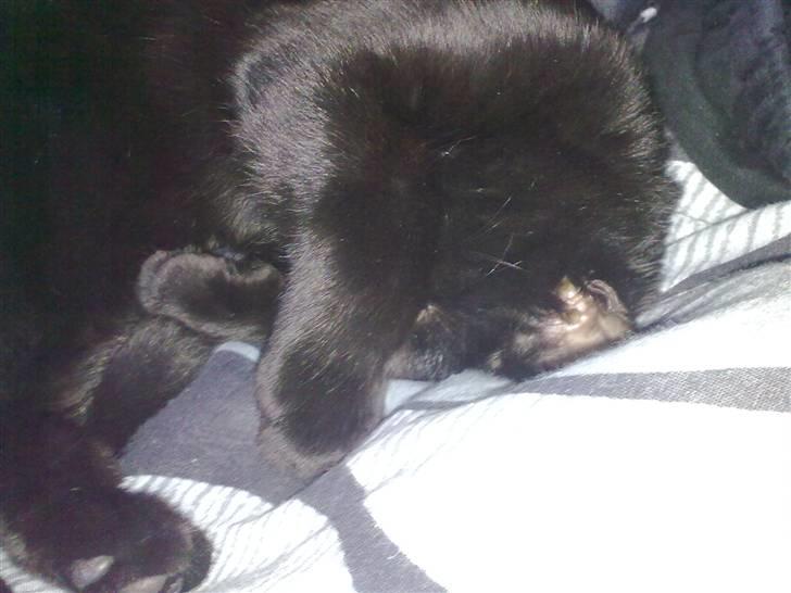 Blanding af racer Beastie - Stop så med de billeder..!! billede 1