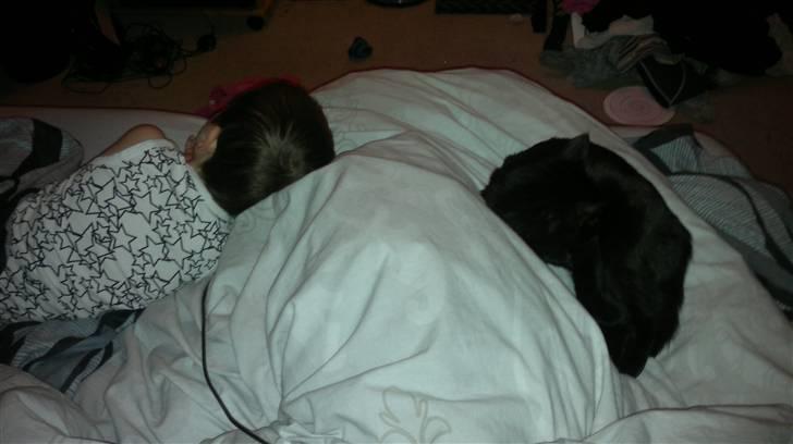 Blanding af racer Beastie - Zzzz... billede 2