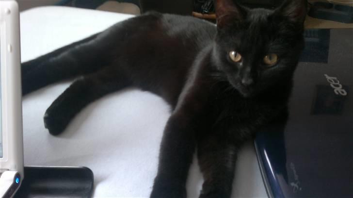 Blanding af racer Beastie - Vi hygger.. ikk´ Moar..!!  billede 3