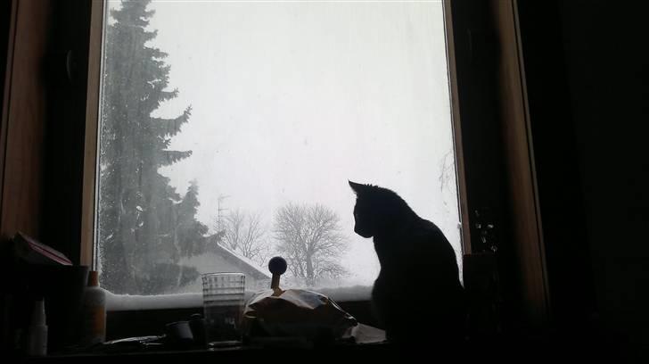 Blanding af racer Beastie - Ynglings sted i huset..!! Overblik over Hårlev.. billede 4