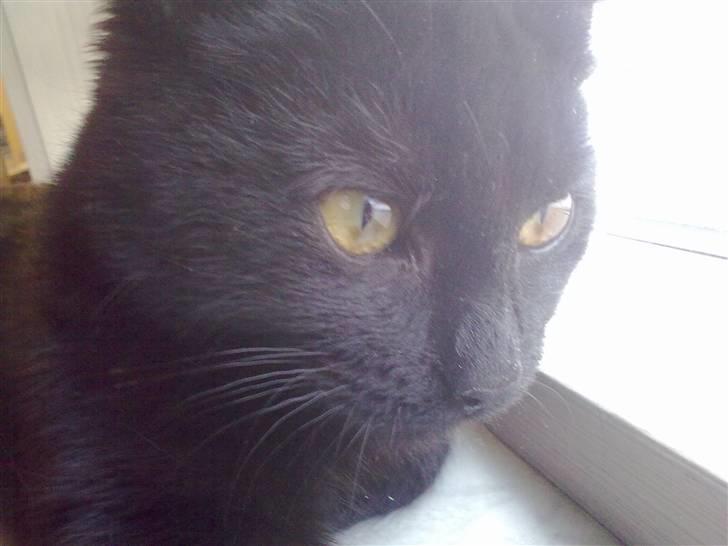 Blanding af racer Beastie - Jeg ved godt jeg er lækker mor.. ALTSÅ.. billede 5