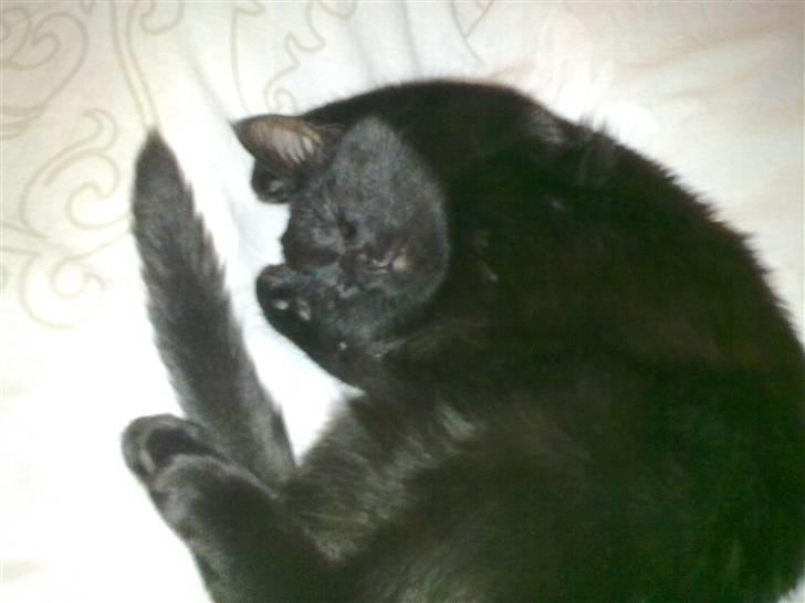 Blanding af racer Beastie - Hør så efter..!! billede 6