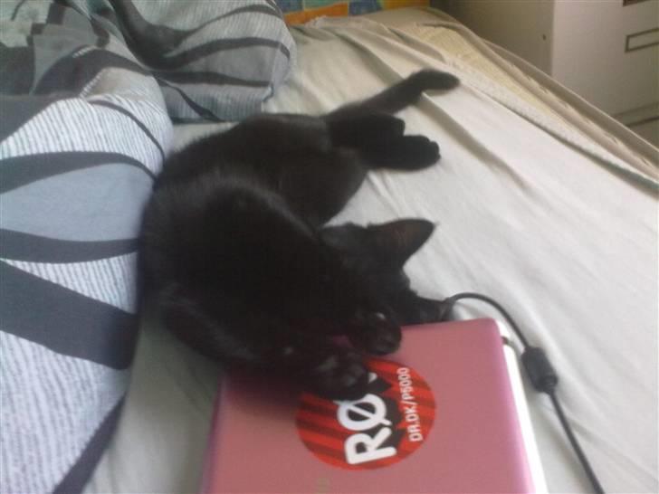 Blanding af racer Beastie - Jaa.. Mors computer er god at ligge på.. billede 7