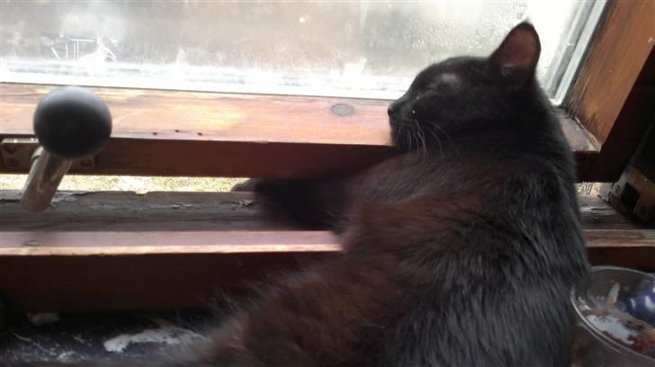 Blanding af racer Beastie - Rart at kunne lufte potterne.. billede 8