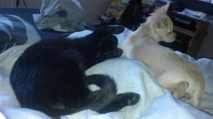 Blanding af racer Beastie billede 9