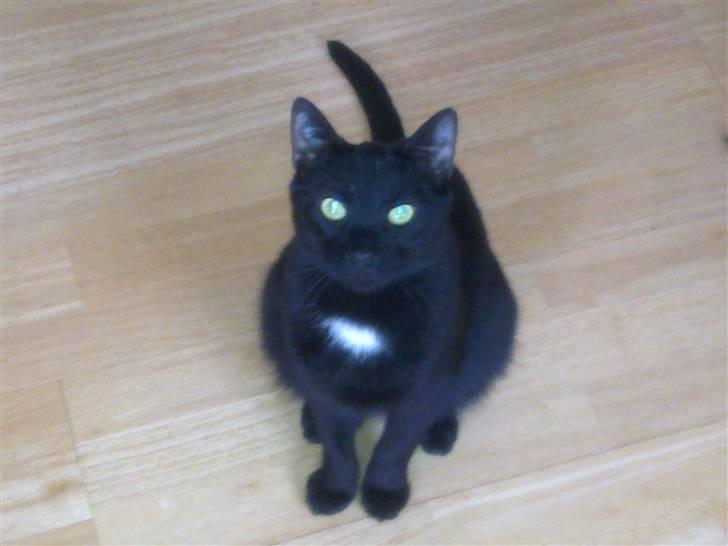 Huskat Ludvig billede 5