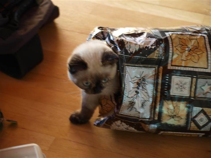 British Shorthair mille billede 12