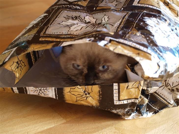 British Shorthair mille billede 13