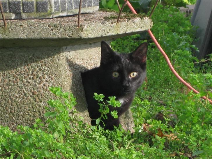 Huskat Misha billede 1