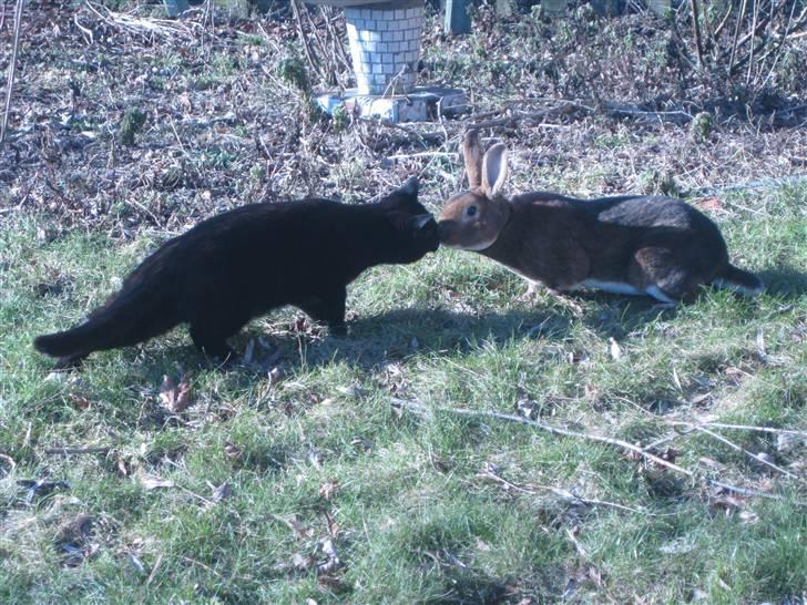 Huskat Misha billede 2