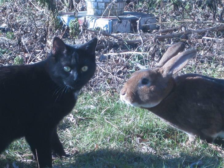 Huskat Misha billede 3