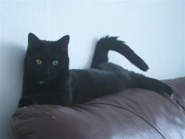 Huskat Misha billede 4