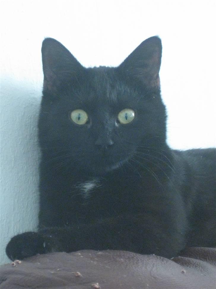 Huskat Misha billede 5