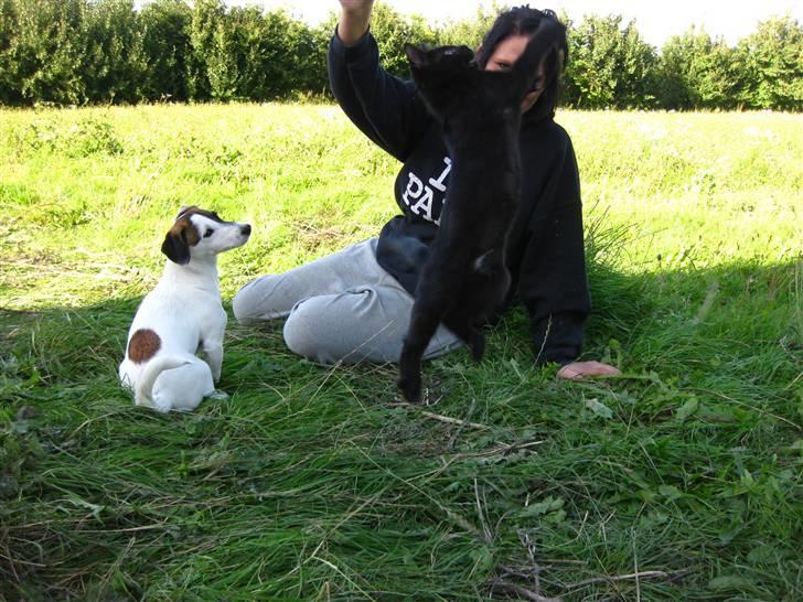 Huskat Misha billede 6