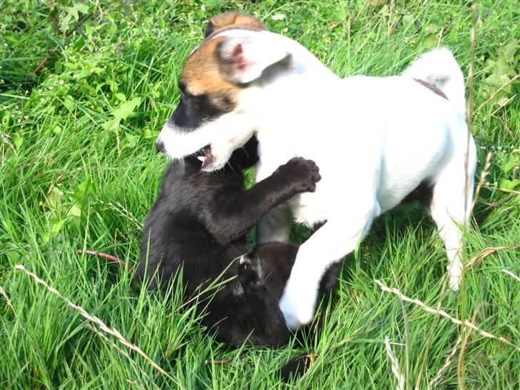 Huskat Misha billede 7