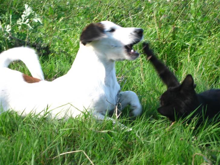 Huskat Misha billede 8