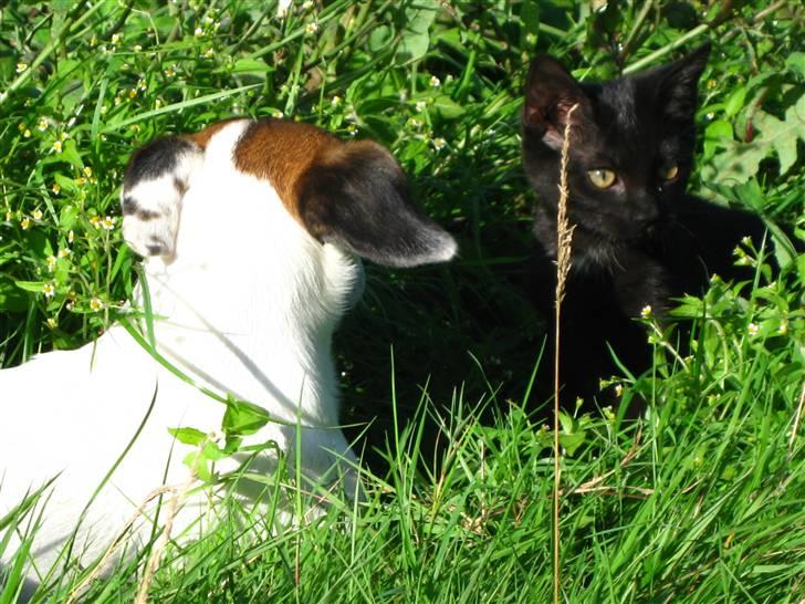 Huskat Misha billede 9