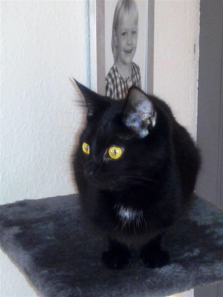 Huskat Lille Grethe billede 1