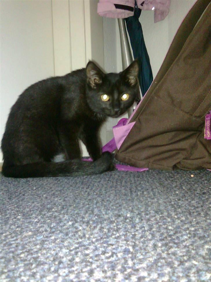 Huskat Lille Grethe billede 2