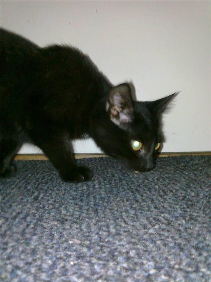 Huskat Lille Grethe billede 3