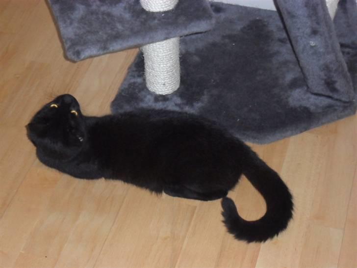 Huskat Lille Grethe billede 4