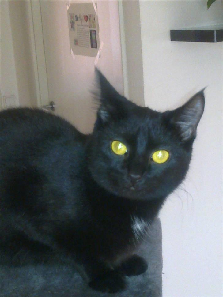 Huskat Lille Grethe billede 5