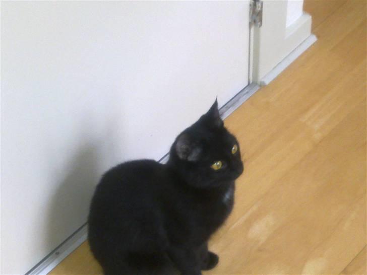 Huskat Lille Grethe billede 6