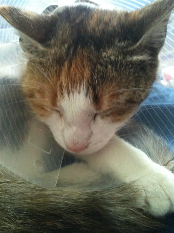 Huskat Bumle - Da hun lige havde fået en sterilisation. billede 1