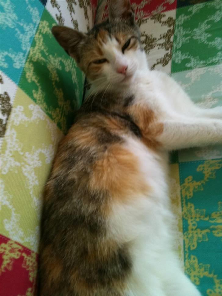 Huskat Bumle - Et lidt ældre billede af hende, der er hun kun 9 måneder. billede 2