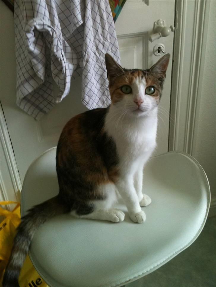 Huskat Bumle - Der kan man rigtig se hvordan hun ser ud..  billede 3