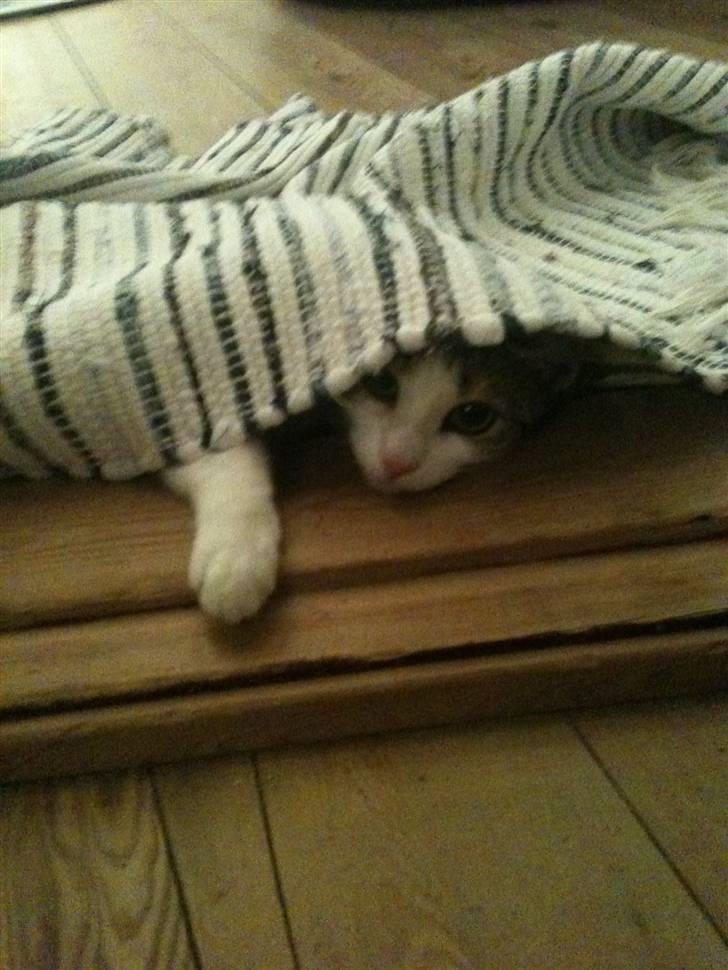 Huskat Bumle - Der var hun noget legesyg, men faldt i søvn under tæppet..hehe billede 4