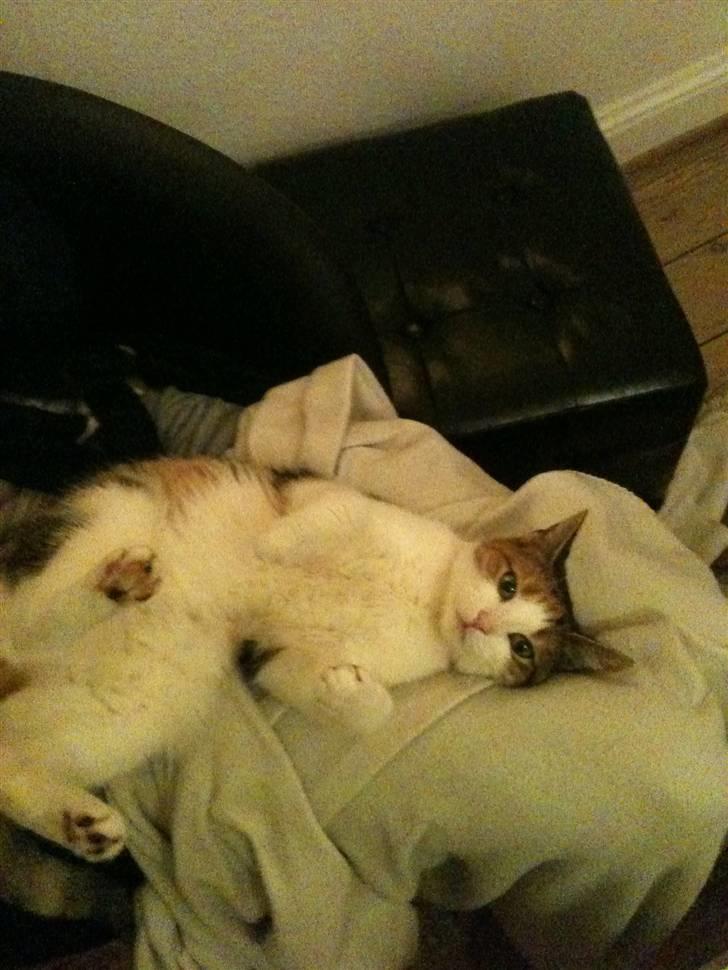 Huskat Bumle - Hun elsker at sove på ryggen billede 5