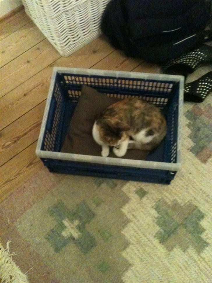 Huskat Bumle - hun kan godt li at sove i den kurv, fjollede kat:) billede 6