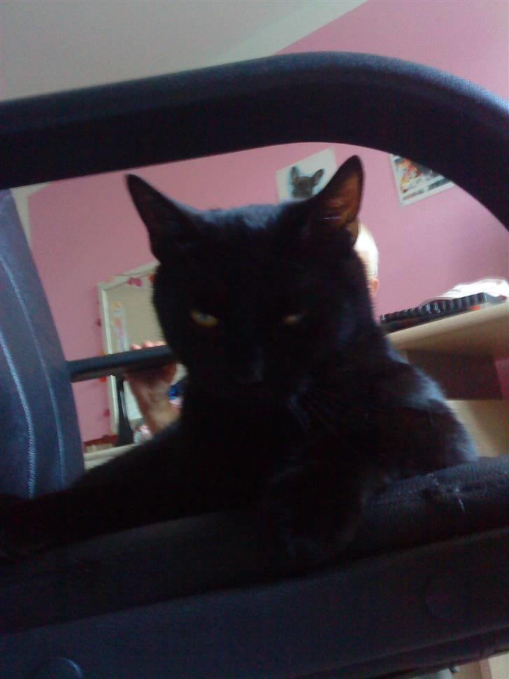 Blanding af racer Viggo-R.I.P- billede 1